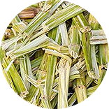 Bagasse