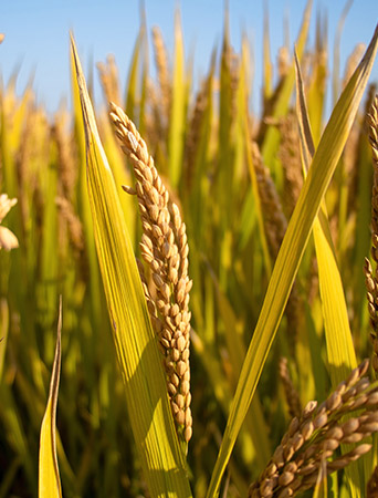 Rice Mill