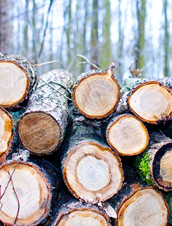 Wood-Processing-Industry